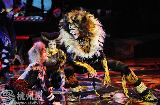 the musical cat was on in hangzhou