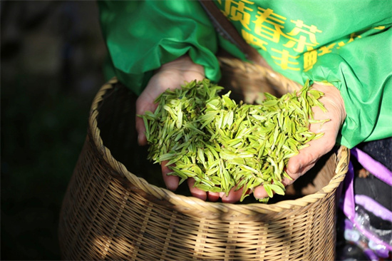 Harvest of renowned Longjing tea begins in east China