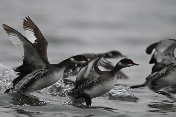 Record 11 black-necked grebes spotted on Hangzhou's West Lake