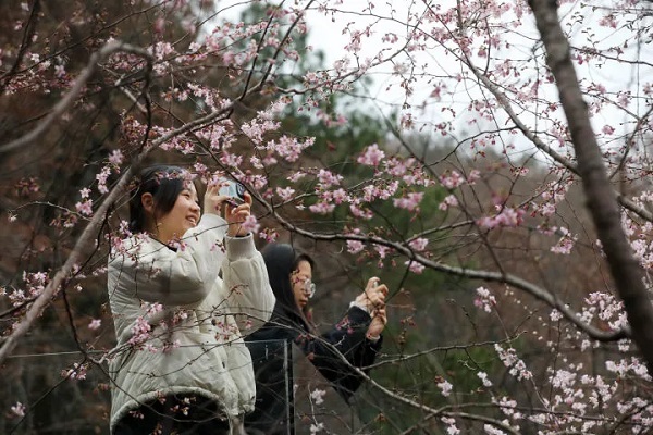 Wild cherry flowers in full bloom attract tourists in