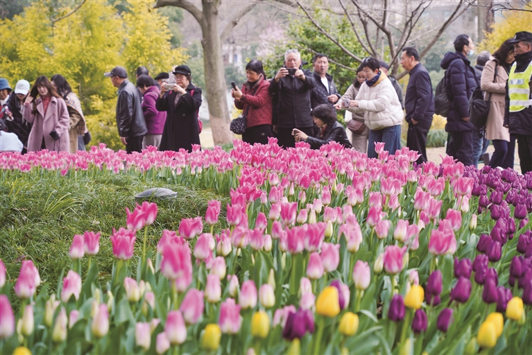 Tulip show opens in Hangzhou's Taiziwan Park
