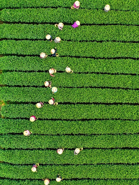 Tea farmers harvest West Lake Longjing tea in China's Hangzhou