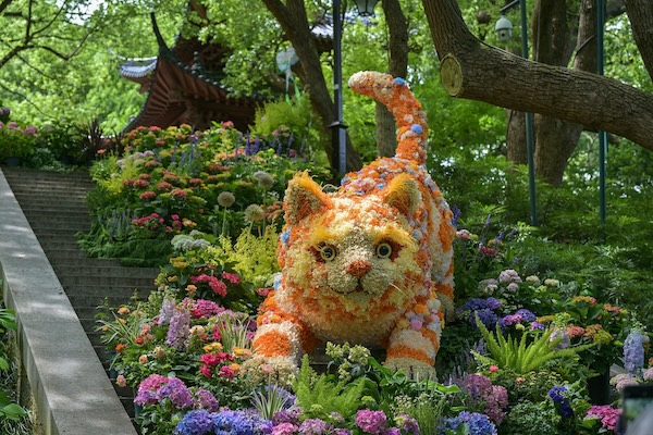 Come and see meow the flower cat in Hangzhou