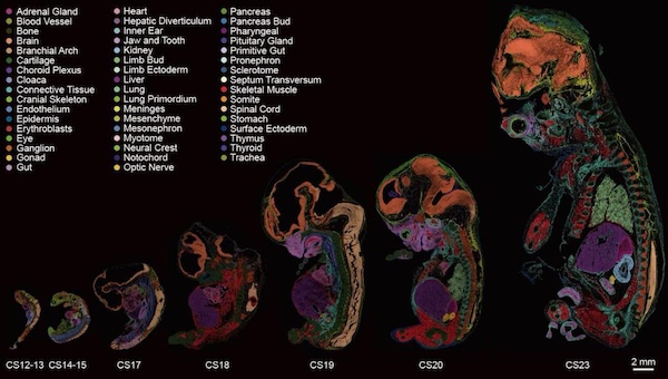 Scientists create first comprehensive map of early human embryo development