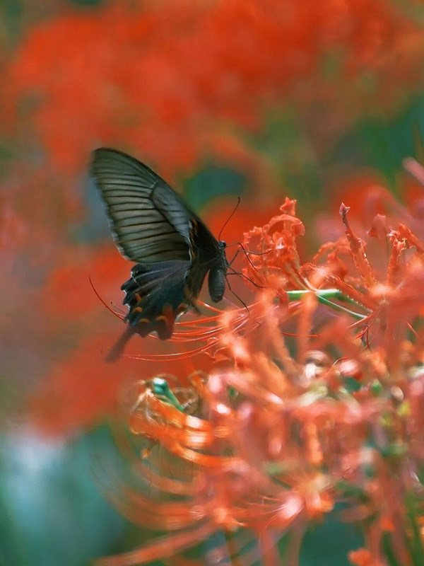 Hangzhou Botanical Garden draws visitors with spectacular spider lily bloom