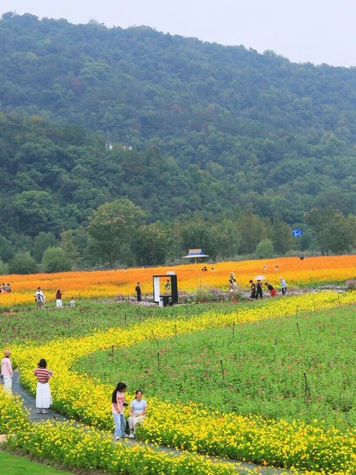Hangzhou flower fields offer colorful autumn escapes