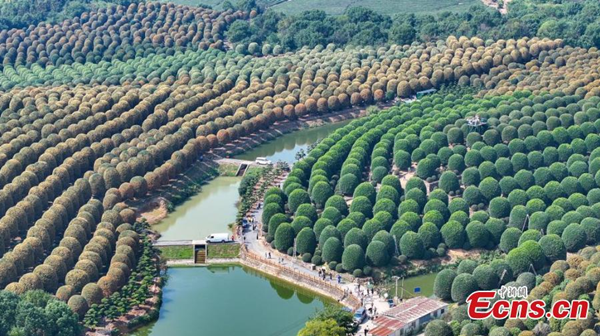 Spherical osmanthus trees stand in dense rows at the Osmanthus Garden in Yuhang district, Hangzhou, East China's Zhejiang province, creating a scene reminiscent of a fairy-tale world. (Photo: Zheng Yuhang) 333_副本.png