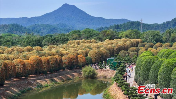 Spherical osmanthus trees stand in dense rows at the Osmanthus Garden in Yuhang district, Hangzhou, East China's Zhejiang province, creating a scene reminiscent of a fairy-tale world. (Photo: Zheng Yuhang) 111_副本.png