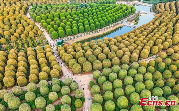 Spherical osmanthus trees stand in dense rows at the Osmanthus Garden in Yuhang district, Hangzhou, East China's Zhejiang province, creating a scene reminiscent of a fairy-tale world. (Photo: Zheng Yuhang) 222_副本.png