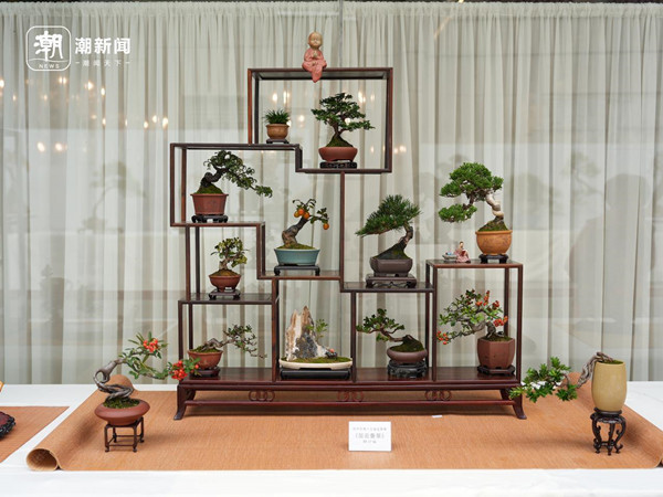 Hangzhou bonsai exhibition combines traditional craftsmanship and garden art